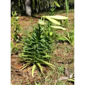 Soil Lilium Plant